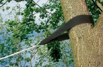 Tree Trimming & Prunning