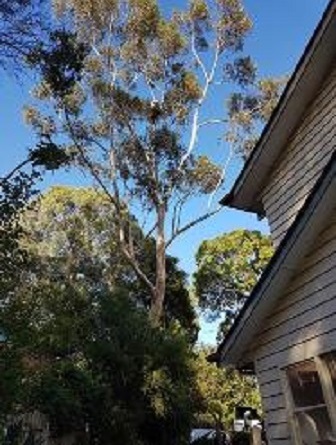 Tree & Stump Removal Process 1
