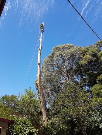 Tree & Stump Removal Process 3