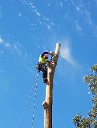 Tree & Stump Removal Process 4